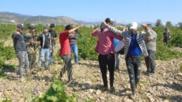 Eğlenmek onların hakkı! Gaziantep’te davullu zurnalı üzüm hasadı