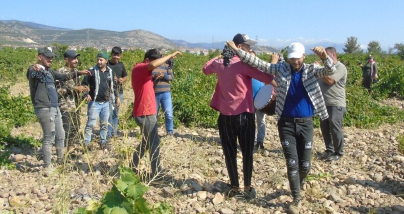 Eğlenmek onların hakkı! Gaziantep’te davullu zurnalı üzüm hasadı