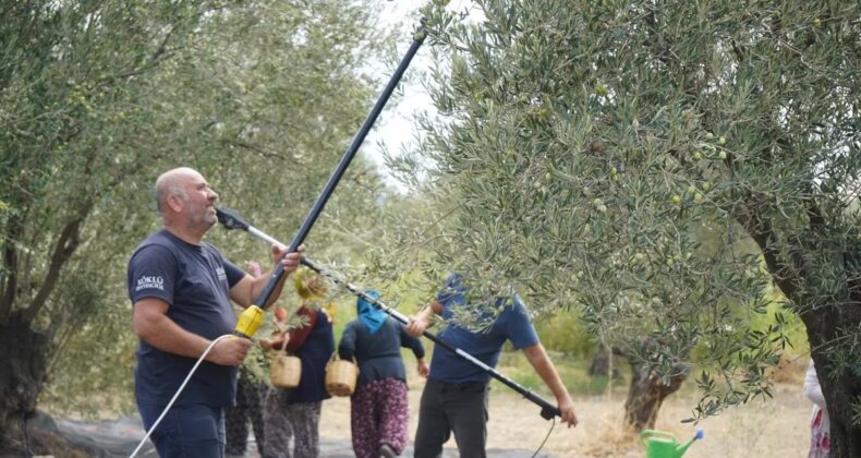 Zeytinin başkenti Ayvalık’ta yılın ilk hasat ve sıkımı yapıldı