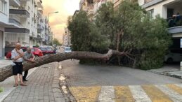 20 metrelik çam ağacı yola devrildi