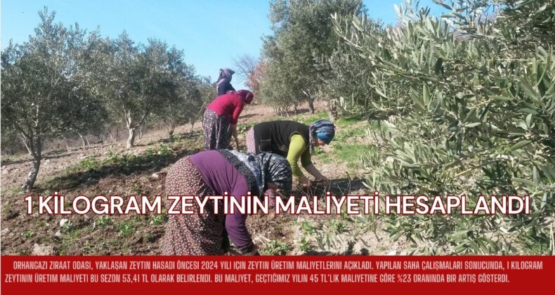 1 KİLOGRAM ZEYTİNİN MALİYETİ HESAPLANDI