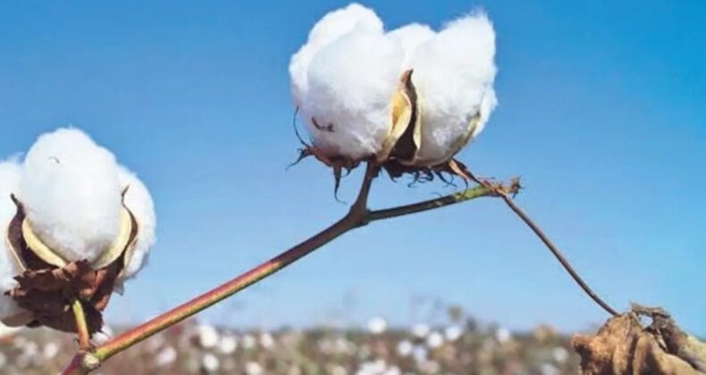 Söke pamuğu AB tescili aldı