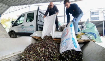 Bornova’da zeytin üreticilerine lojistik destek