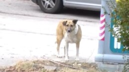 Ankara’da mahallelinin başıboş köpek sürüsü isyanı